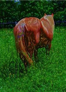 horsewater Diane Lynn McGyver