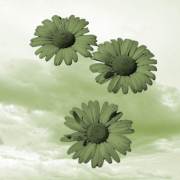 Pockets of Wildflowers