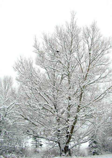 Snow Trees 2