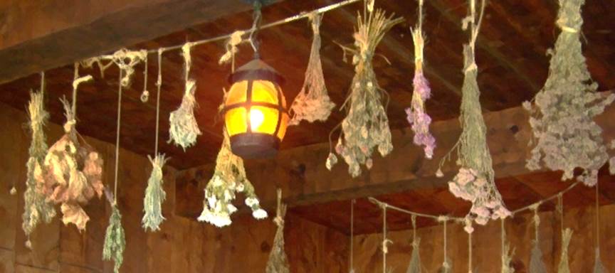 Herbs drying